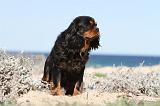 CAVALIER KING CHARLES 267